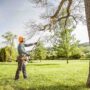 Essential Tips for Hiring Quality Tree Removal and Cutting Services