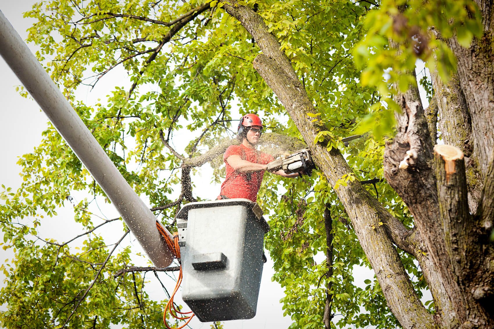 tree cutting services